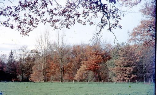 mainimage